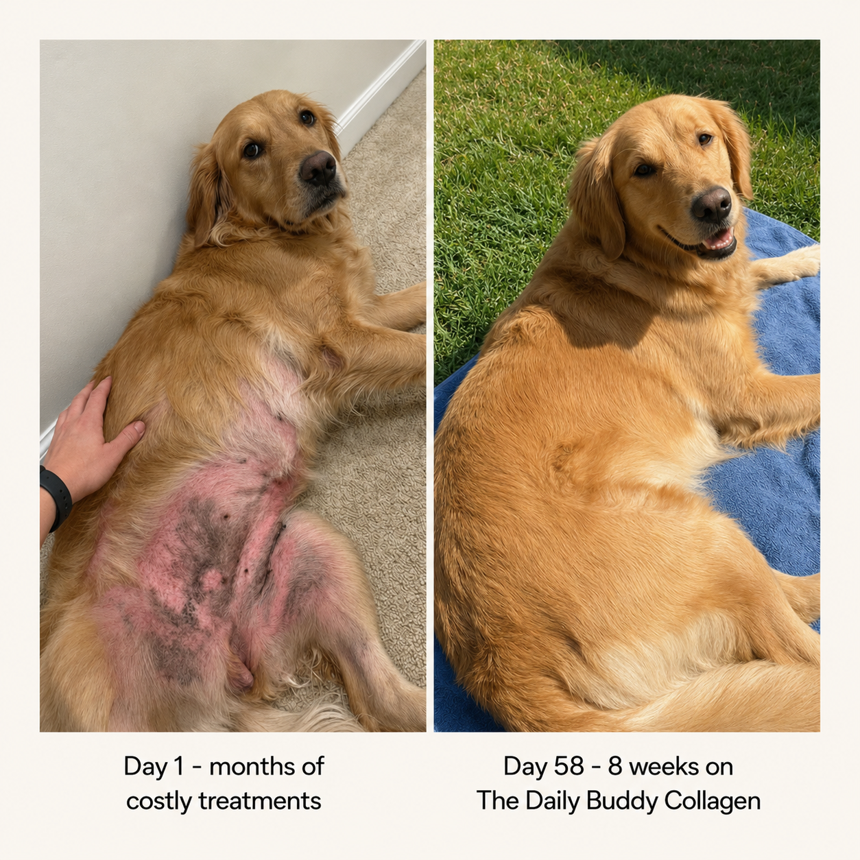 The Daily Buddy Premium Liquid Collagen for Dogs